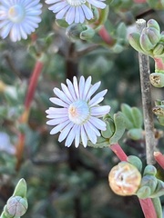 Ruschieae