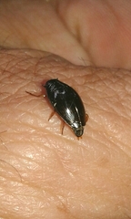 Gyrinus