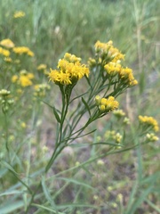 Euthamia occidentalis