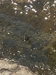 Pachygrapsus marmoratus