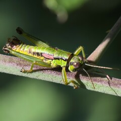 Odontopodisma schmidtii