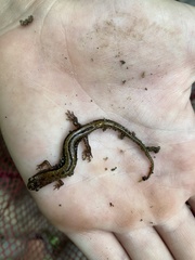 Desmognathus ochrophaeus