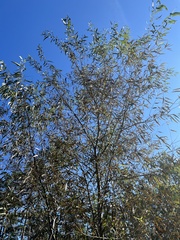Salix caroliniana