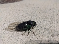 Neotibicen tibicen tibicen