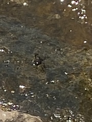 Pachygrapsus marmoratus