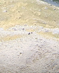 Gypaetus barbatus