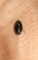 Gyrinus