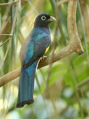 Trogon viridis