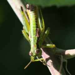 Odontopodisma schmidtii