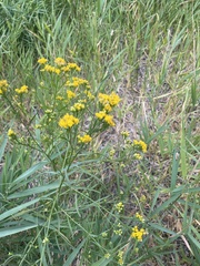 Euthamia occidentalis