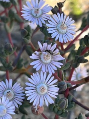 Ruschieae