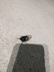 Neotibicen tibicen tibicen