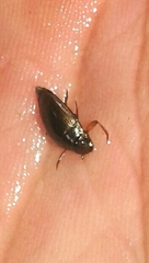 Gyrinus