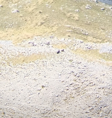 Gypaetus barbatus
