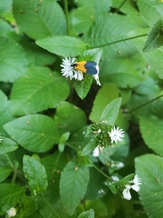 Lycomorpha pholus