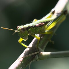Odontopodisma schmidtii