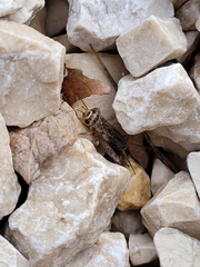 Eumodicogryllus bordigalensis
