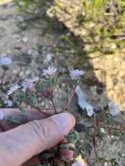 Ruschieae