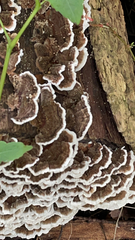 Peniophora albobadia