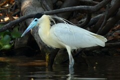 Pilherodius pileatus