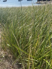 Ammophila breviligulata