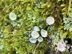 Cladonia pyxidata