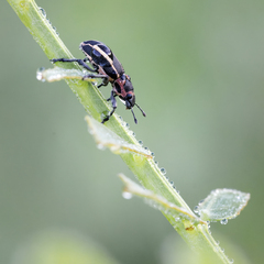 Eudiagogus maryae