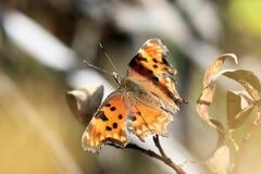 Polygonia gracilis