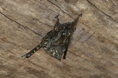 Rhynchonycteris naso