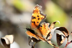 Polygonia gracilis
