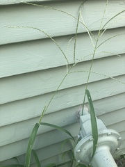 Digitaria ischaemum