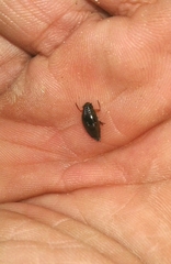 Gyrinus