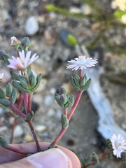 Ruschieae