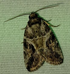 Diastema cnossia