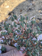 Ruschieae