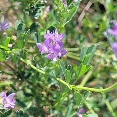 Medicago