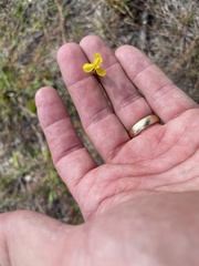 Xyris caroliniana
