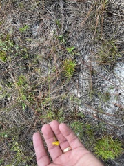 Xyris caroliniana