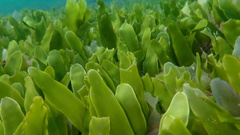 Caulerpa prolifera