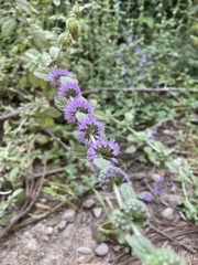 Mentha pulegium