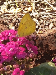 Catopsilia florella