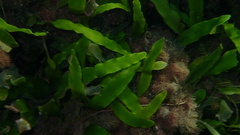 Caulerpa prolifera