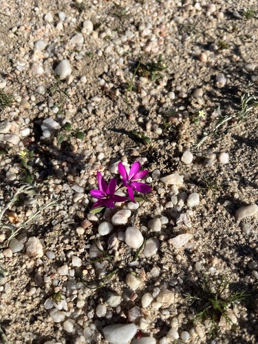 Image of Hesperantha pauciflora by (c) Charleen Brunke, some rights reserved (CC BY)