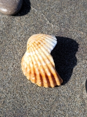 Acanthocardia tuberculata