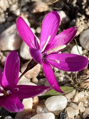 Hesperantha pauciflora