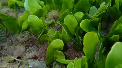 Caulerpa prolifera