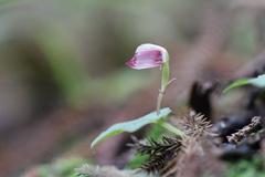 Corybas rotundifolius