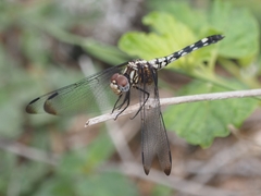Dythemis fugax