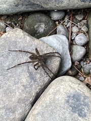 Dolomedes