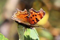 Polygonia gracilis